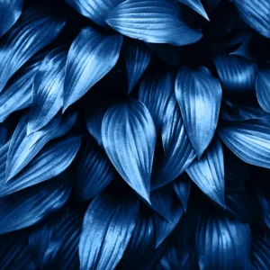 Blue Hosta Live Plant in Quart Pot, Shade-Loving Hosta Perennial, Green to Blue Hosta for Gardens Planting Indoor Outdoor