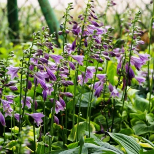 Blue Hosta Live Plant in Quart Pot, Shade-Loving Hosta Perennial, Green to Blue Hosta for Gardens Planting Indoor Outdoor
