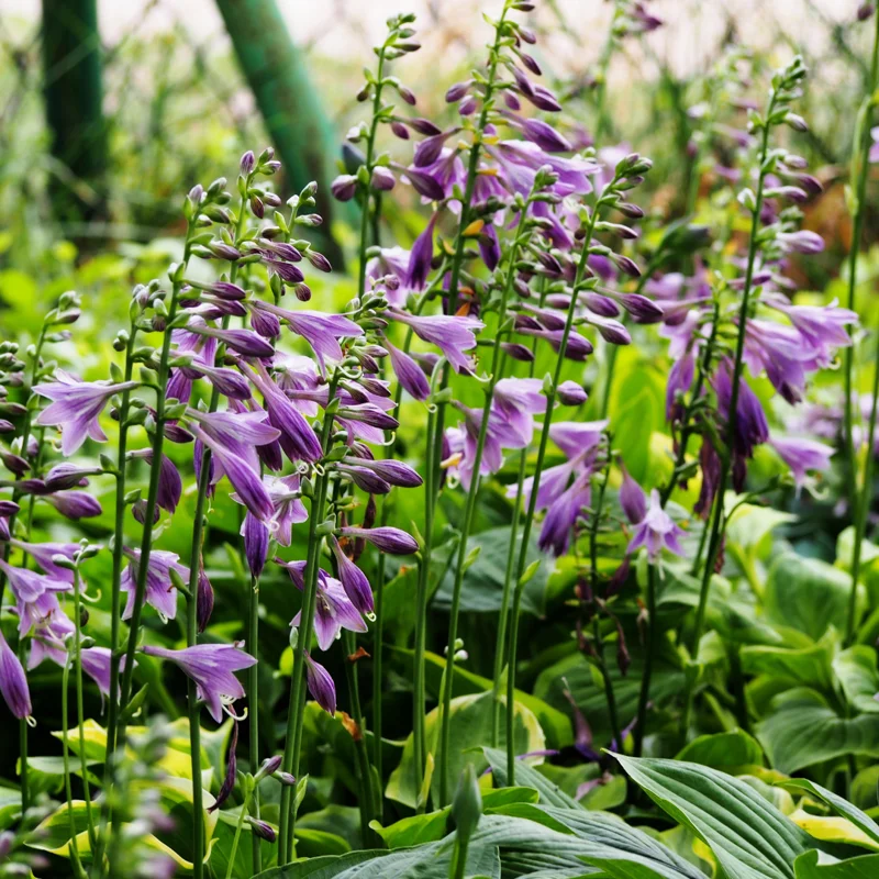 Blue Hosta Live Plant in Quart Pot, Shade-Loving Hosta Perennial, Green to Blue Hosta for Gardens Planting Indoor Outdoor