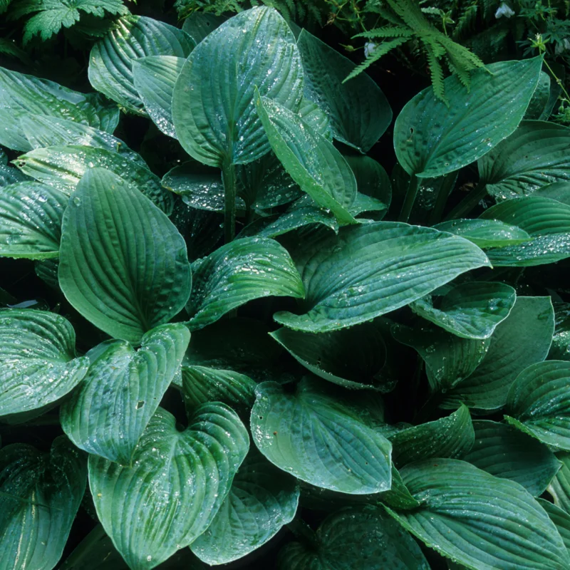 Set of 2 Blue Hosta Plants Live in Quart Pot, Perennial Hosta, Green to Blue Hosta for Gardens Planting Indoor Outdoor