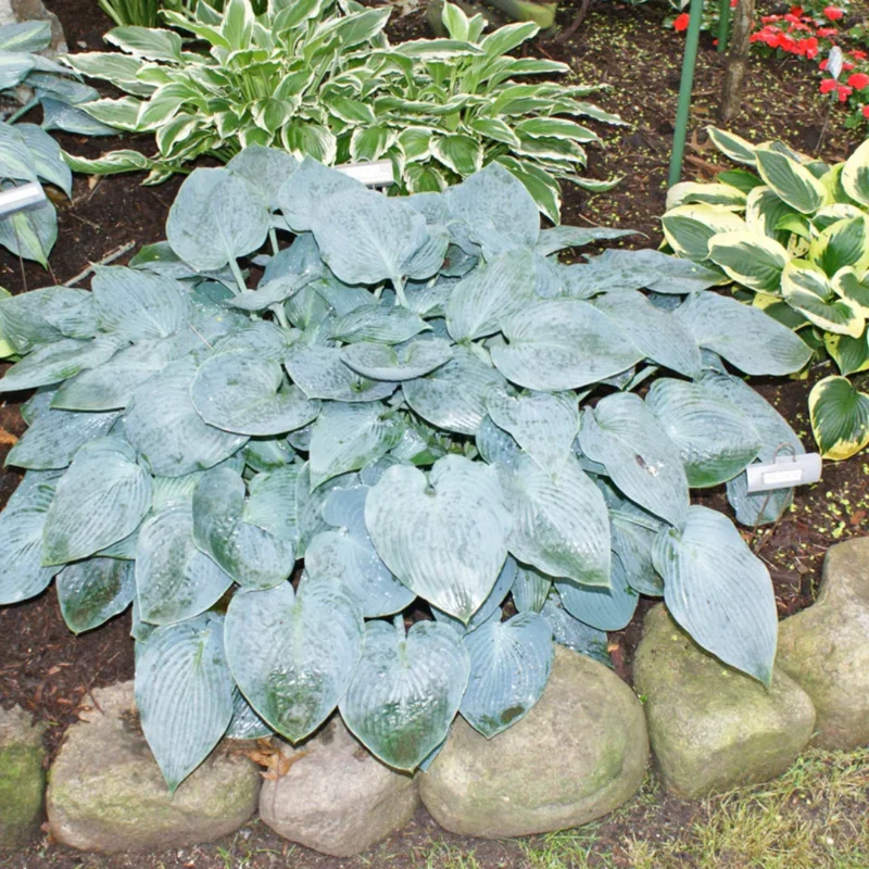 Set of 2 Blue Hosta Plants Live in Quart Pot, Perennial Hosta, Green to Blue Hosta for Gardens Planting Indoor Outdoor