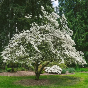 Dogwood Tree Potted, Flowering Dogwood Tree, Dogwood Tree Live Plant, 8 Inc to 1 Feet Tall in Pot