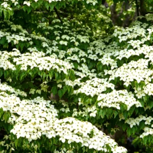 Set 2 Flowering Dogwood Trees Plants Live, 1 Year Old Tree Well Rooted in Pot, 8 to 14 Inc Tall