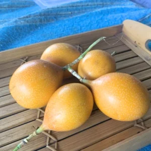 5 to 10 Inch Gold Possum Passion Fruit Tree - 5 to 10 Inch Vine Plant, Ready for Planting