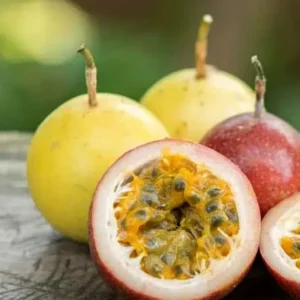 5 to 10 inch Yellow Passionfruit Tree for Planting, Passion Fruit Tree Live Plant, Ready for Planting