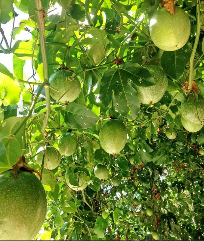 5 to 10 inch Yellow Passionfruit Tree for Planting, Passion Fruit Tree Live Plant, Ready for Planting