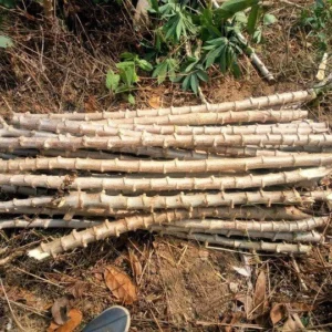 Sweet Red Cassava Yuca Manihot Esculenta Cuttings. Set 5 Well Rooted Cuttings, Easy to Plant, Zone 8 to 12