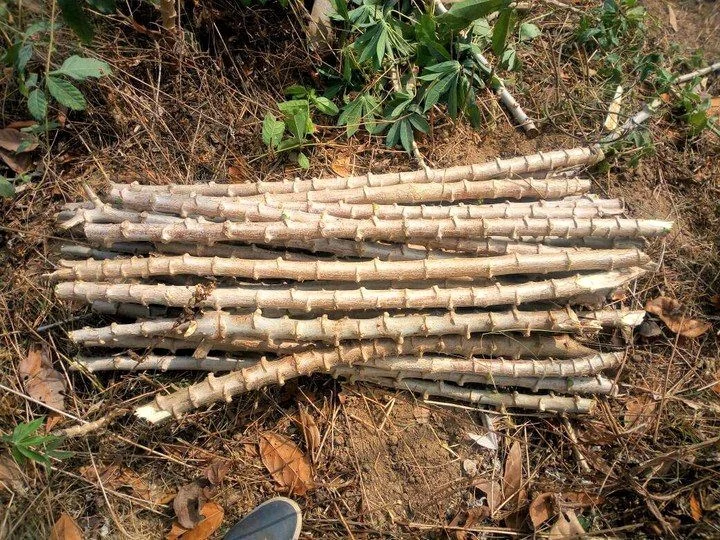 Sweet Red Cassava Yuca Manihot Esculenta Cuttings. Set 5 Well Rooted Cuttings, Easy to Plant, Zone 8 to 12