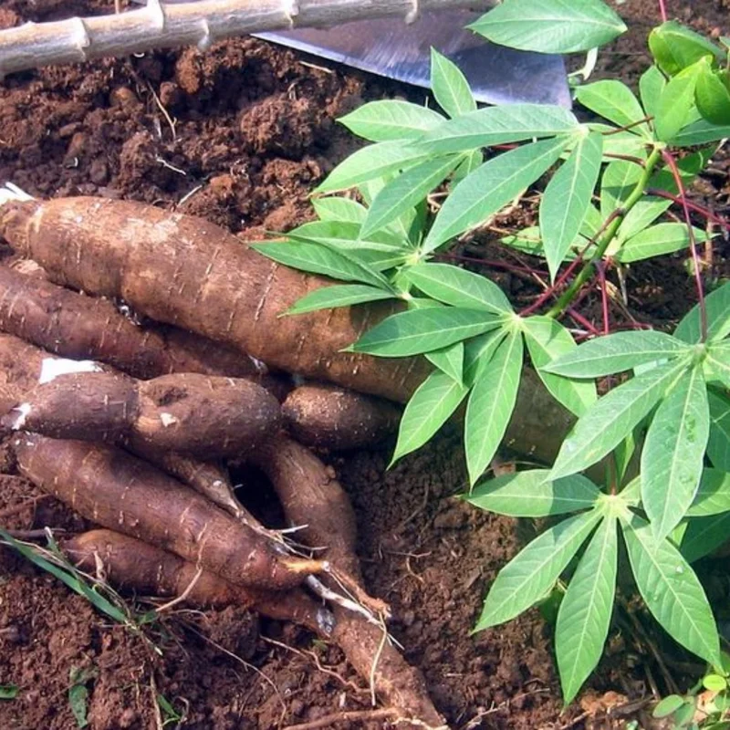 Sweet Red Cassava Yuca Manihot Esculenta Cuttings. Set 5 Well Rooted Cuttings, Easy to Plant, Zone 8 to 12
