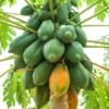 Papaya Tree Live Plant for Planting – 5 to 8 Inches Tall, Papaya Seedling, Papaya Fruit Tree