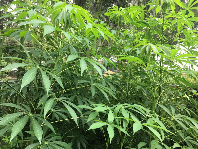 Sweet Red Cassava Yuca Manihot Esculenta Cuttings. Set 5 Well Rooted Cuttings, Easy to Plant, Zone 8 to 12