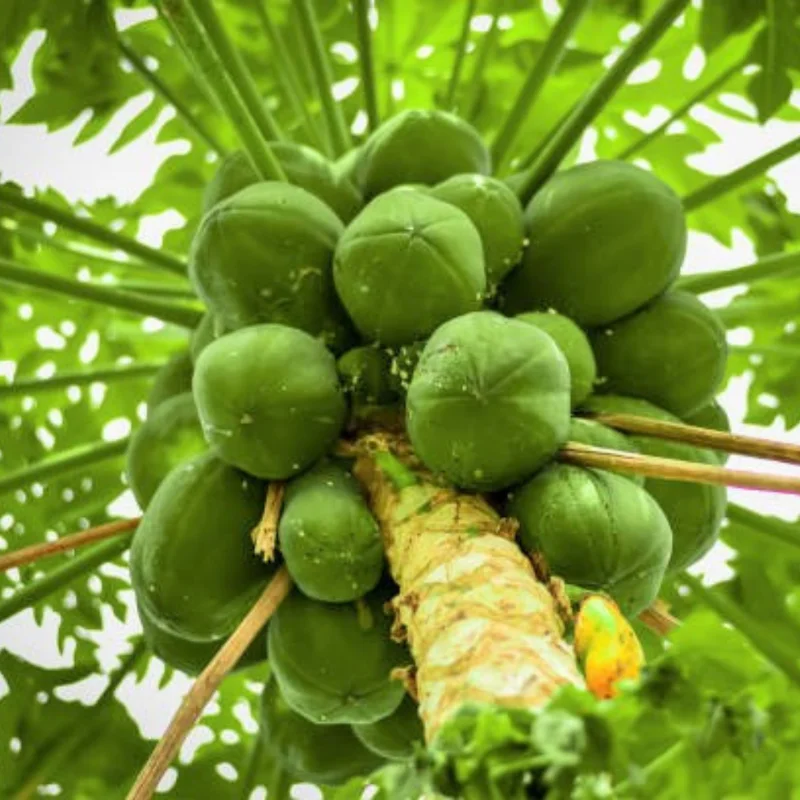 Live Papaya Plant Tree - 5 to 8 Inches Tall, Ready for Planting, Fruit-Bearing Tropical Papaya Tree