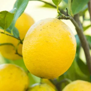 Grafted Meyer Lemon Tree Plant Live for Planting Garden, Meyer Lemon Trees Live Plants, 2 Feet Tall, 1 Gallon Pot, Easy to Plant, Can't Ship to CA