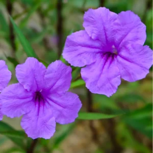 Mexican Petunias Live Plants, Mexican Petunias Live Plants Pink, Mexican Petunia Ruellia 8 Inch Tall, 6 Inch Pot