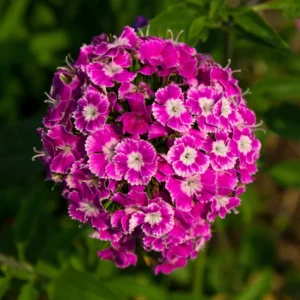 Set of 8 Dwarf Mixed Color Dianthus Perennial for Outside Planting, Dianthus Flower Plants for Outdoor Planting, Virbant Color Mixed Dianthus Plants Live