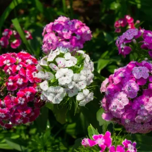 Set of 8 Dwarf Mixed Color Dianthus Perennial for Outside Planting, Dianthus Flower Plants for Outdoor Planting, Virbant Color Mixed Dianthus Plants Live