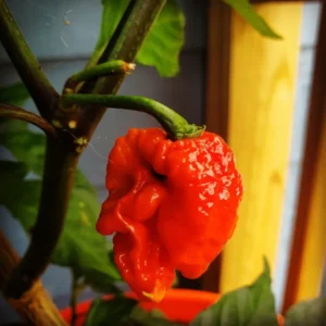 2 Hottest Carolina Reaper Pepper Plants, 80 Days Old Well Rooted, Live Hot Pepper Plants, Pepper Seedlings for Planting