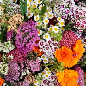 Set of 8 Dwarf Mixed Color Dianthus Perennial for Outside Planting, Dianthus Flower Plants for Outdoor Planting, Virbant Color Mixed Dianthus Plants Live