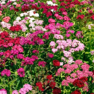 Set of 8 Dwarf Mixed Color Dianthus Perennial for Outside Planting, Dianthus Flower Plants for Outdoor Planting, Virbant Color Mixed Dianthus Plants Live