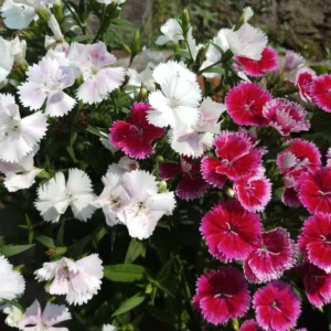 Set of 8 Dwarf Mixed Color Dianthus Perennial for Outside Planting, Dianthus Flower Plants for Outdoor Planting, Virbant Color Mixed Dianthus Plants Live