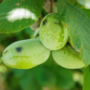 Batch 3 Pawpaw Trees Live Plants, Common Pawpaw Tree, Asimina Triloba Tree, 1 Year Old Well Rooted Pawpaw Tree