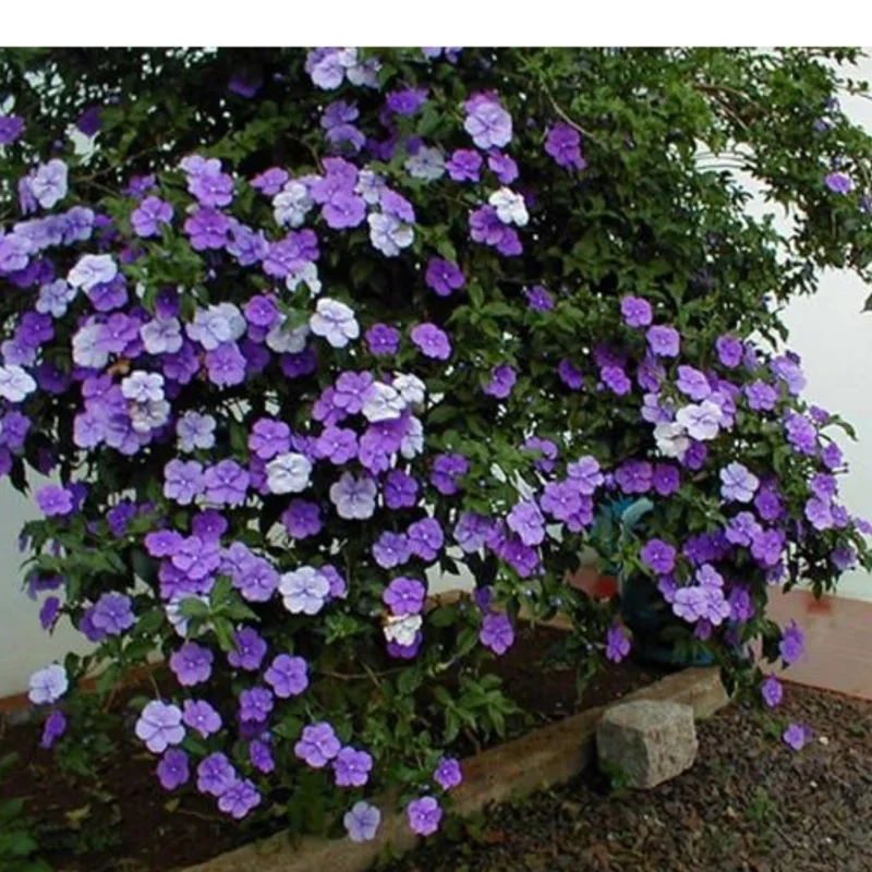 Yesterday Today Tomorrow Plant, Brunfelsia Plant, Yesterday Today Tomorrow Shrub, 6-10 Inc Tall Well Rooted, Flower Change From Blue to Purple White