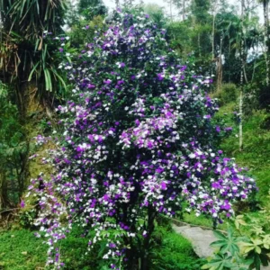 Yesterday Today Tomorrow Plant, Brunfelsia Plant, Yesterday Today Tomorrow Shrub, 6-10 Inc Tall Well Rooted, Flower Change From Blue to Purple White
