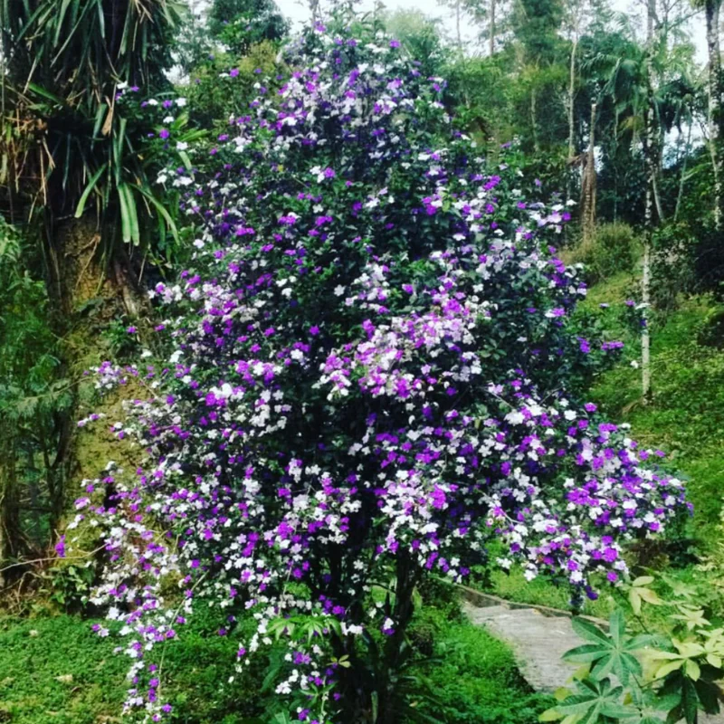 Yesterday Today Tomorrow Plant, Brunfelsia Plant, Yesterday Today Tomorrow Shrub, 6-10 Inc Tall Well Rooted, Flower Change From Blue to Purple White