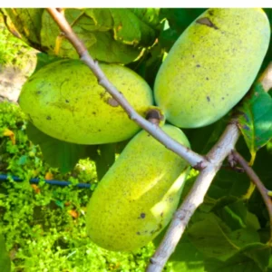 Batch 3 Pawpaw Trees Live Plants, Common Pawpaw Tree, Asimina Triloba Tree, 1 Year Old Well Rooted Pawpaw Tree