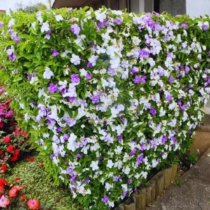 Yesterday Today Tomorrow Shrub Tree Live Plant, Color Change from Purple Blue to White, 6-10 Inc Tall Well Rooted, Flower Change From Blue to Purple White