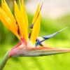 Bird of Paradise Plants Live, Strelitzia Reginae, Rare and Stunning Tropical Flowering Perennial, Exotic Indoor Outdoor Houseplant, Starter Plant, 6-12 Inc Tall