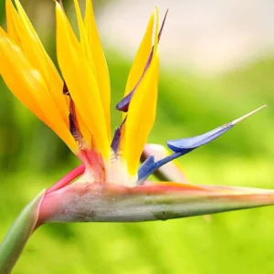 Bird of Paradise Plants Live, Strelitzia Reginae, Rare and Stunning Tropical Flowering Perennial, Exotic Indoor Outdoor Houseplant, Starter Plant, 6-12 Inc Tall
