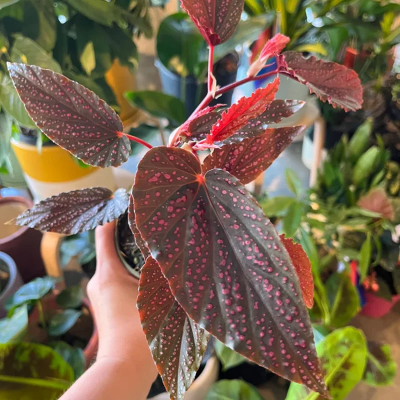 Begonia Live Plant, Begonia Maculata Polka Dot Angel Wing Live Plants, Spotted Begonia, Color Leaf With White Spot Begonia, Well Rooted, 5-8 Inc No Pot