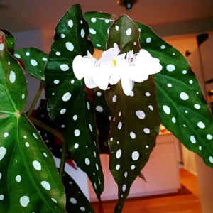 Begonia Live Plant, Begonia Maculata Polka Dot Angel Wing Live Plants, Spotted Begonia, Color Leaf With White Spot Begonia, Well Rooted, 5-8 Inc No Pot