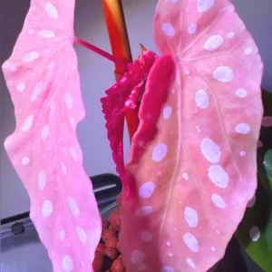 Begonia Live Plant, Begonia Maculata Polka Dot Angel Wing Live Plants, Spotted Begonia, Color Leaf With White Spot Begonia, Well Rooted, 5-8 Inc No Pot