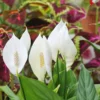 Peace Lily Indoor Houseplant, White Flower Lily Houseplant Décor, Live Plant Lily, 6-10 Inc Tall Well Rooted