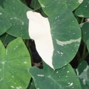 2 Elephant Ear Plants Collection, Live Colocasia Plants for Indoor Outdoor Planting, Esculenta Colocasia Plants, No Pot, Multi Colors