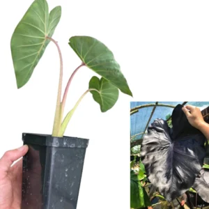 2 Elephant Ear Plants Collection, Live Colocasia Plants for Indoor Outdoor Planting, Esculenta Colocasia Plants, No Pot, Multi Colors