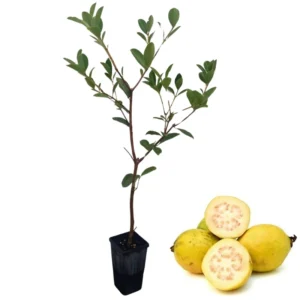Tropical Guava Tree Plant Live, Guava Fruit Tree Seedling for Indoor Outdoor Planting, Well Rooted, 6-9 Inc Tall