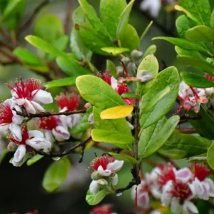 Tropical Guava Tree Plant Live, Guava Fruit Tree Seedling for Indoor Outdoor Planting, Well Rooted, 6-9 Inc Tall