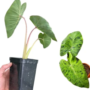 2 Elephant Ear Plants Collection, Live Colocasia Plants for Indoor Outdoor Planting, Esculenta Colocasia Plants, No Pot, Multi Colors