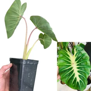 2 Elephant Ear Plants Collection, Live Colocasia Plants for Indoor Outdoor Planting, Esculenta Colocasia Plants, No Pot, Multi Colors