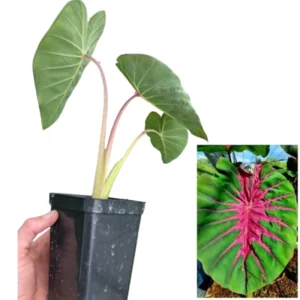 2 Elephant Ear Plants Collection, Live Colocasia Plants for Indoor Outdoor Planting, Esculenta Colocasia Plants, No Pot, Multi Colors