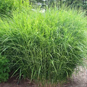 Ornamental Grass Live Plants Set 2, Landscaping Grass Plants Live for Decorative, Very Hardy, Low Maintenance, Color Grass