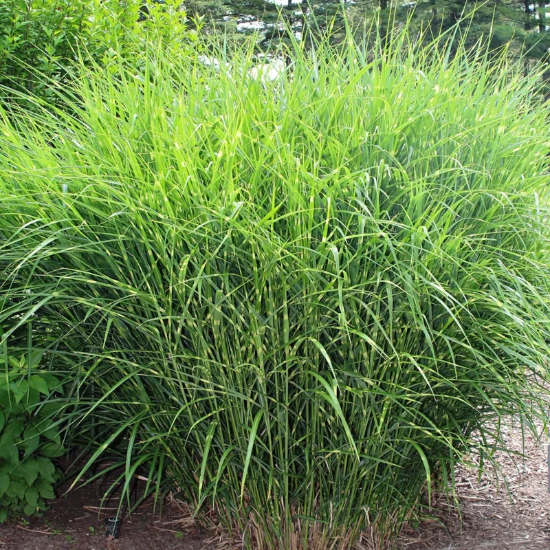 Ornamental Grass Live Plants Set 2, Landscaping Grass Plants Live for Decorative, Very Hardy, Low Maintenance, Color Grass