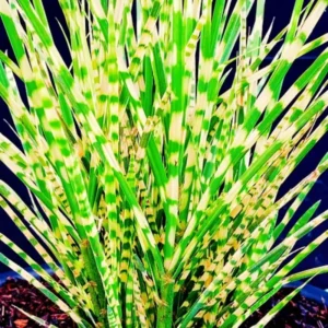 Ornamental Grass Live Plants Set 2, Landscaping Grass Plants Live for Decorative, Very Hardy, Low Maintenance, Color Grass