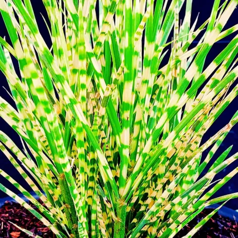 Ornamental Grass Live Plants Set 2, Landscaping Grass Plants Live for Decorative, Very Hardy, Low Maintenance, Color Grass