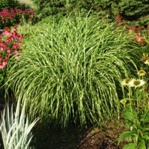 Ornamental Grass Live Plants Set 2, Landscaping Grass Plants Live for Decorative, Very Hardy, Low Maintenance, Color Grass