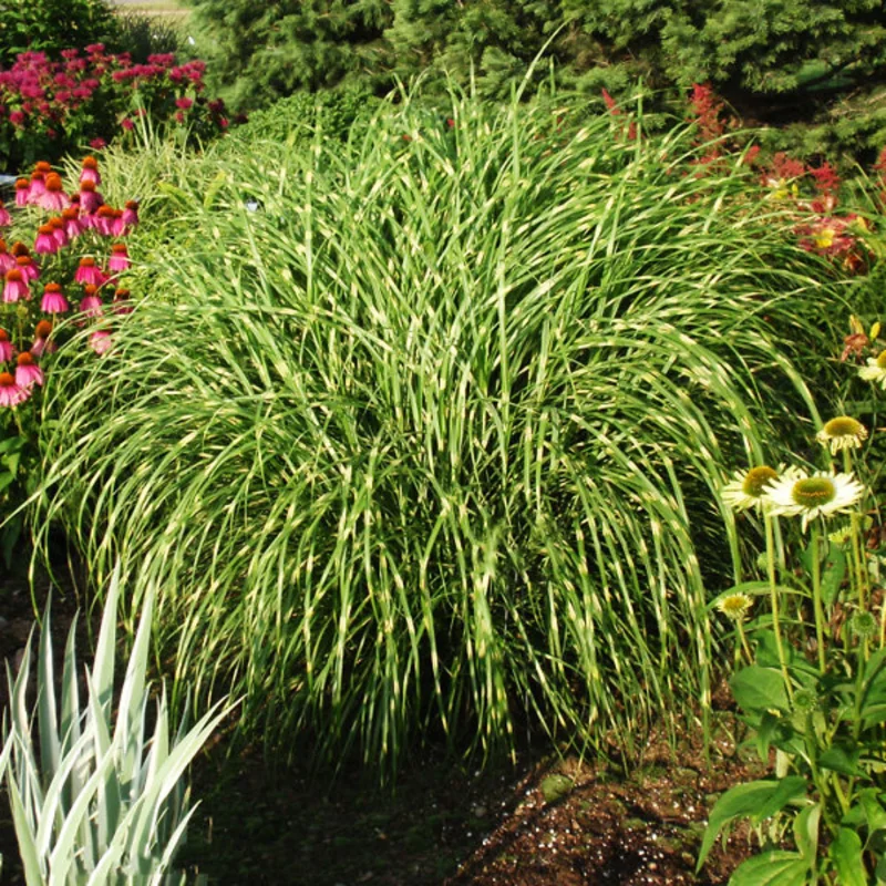 Ornamental Grass Live Plants Set 2, Landscaping Grass Plants Live for Decorative, Very Hardy, Low Maintenance, Color Grass