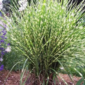 Ornamental Grass Live Plants Set 2, Landscaping Grass Plants Live for Decorative, Very Hardy, Low Maintenance, Color Grass